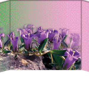 5€ Νόμισμα Έγχρωμο Campanula Saxatilis Ασήμι Ελλάδα 2021